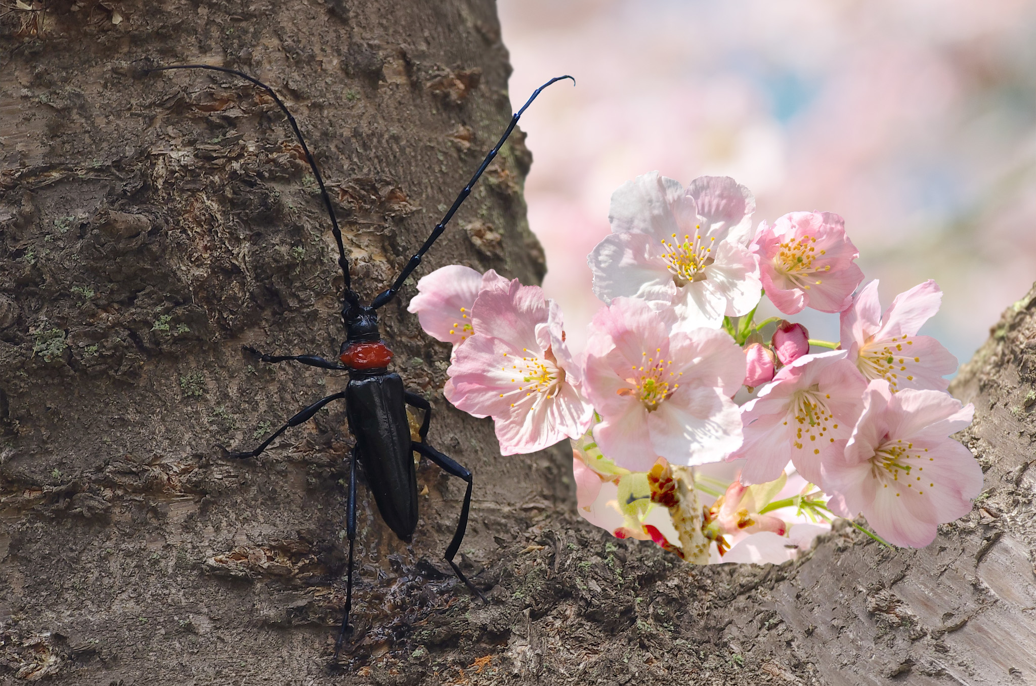 Japan Will Pay You To Catch Beetles That Are Destroying Cherry Blossoms