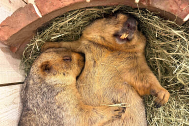 marmot complex tokyo